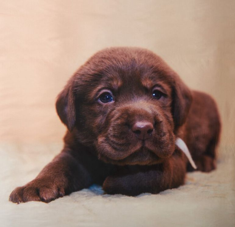 Vacchetti | Completo Copripiumone 1 Piazza Chocolate Labrador Bassetti Cotone 